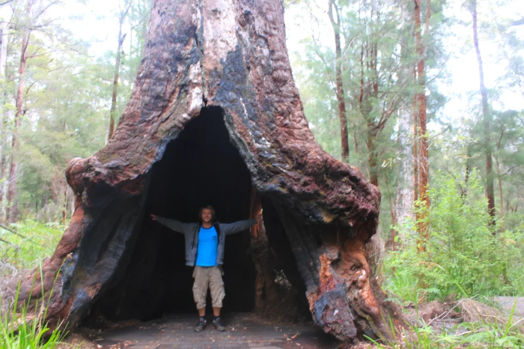 Riesenbäume im Südwesten Australiens