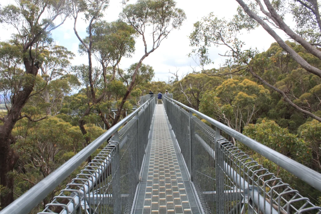 Baumkronenpfad im Südwesten Australiens