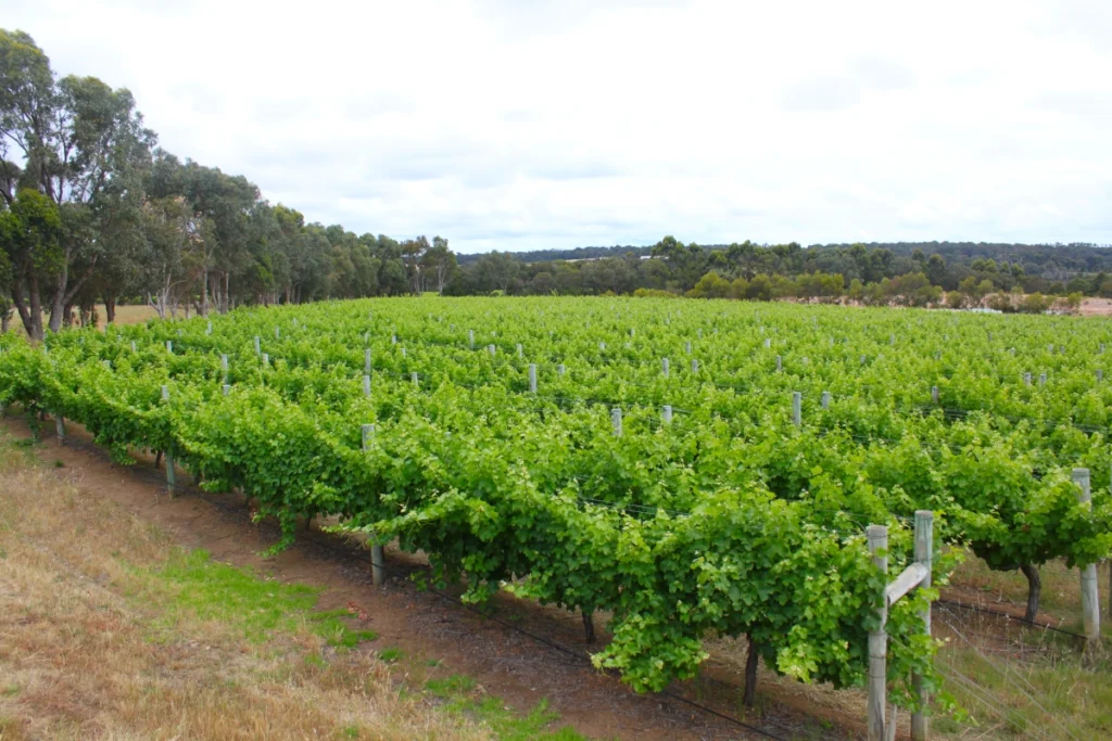 Weinanbau im Südwesten Australiens