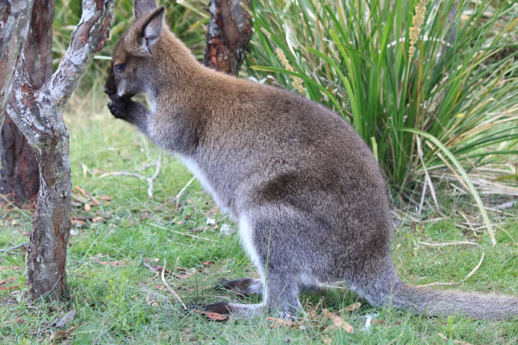 Wallaby auf Tasmanien