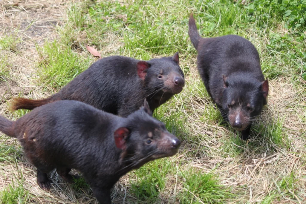 3 Tasmanische Teufel