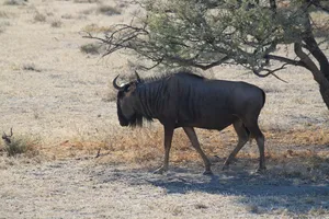 Tier im Etosha Nationalpark