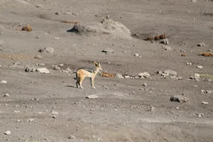 fuchsähnliches Tier im Etosha Nationalpark