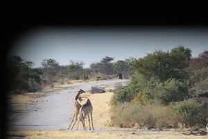 2 Giraffen kämpfen auf der Straße im Etosha Nationalpark aufgenommen durch ein Fernglas