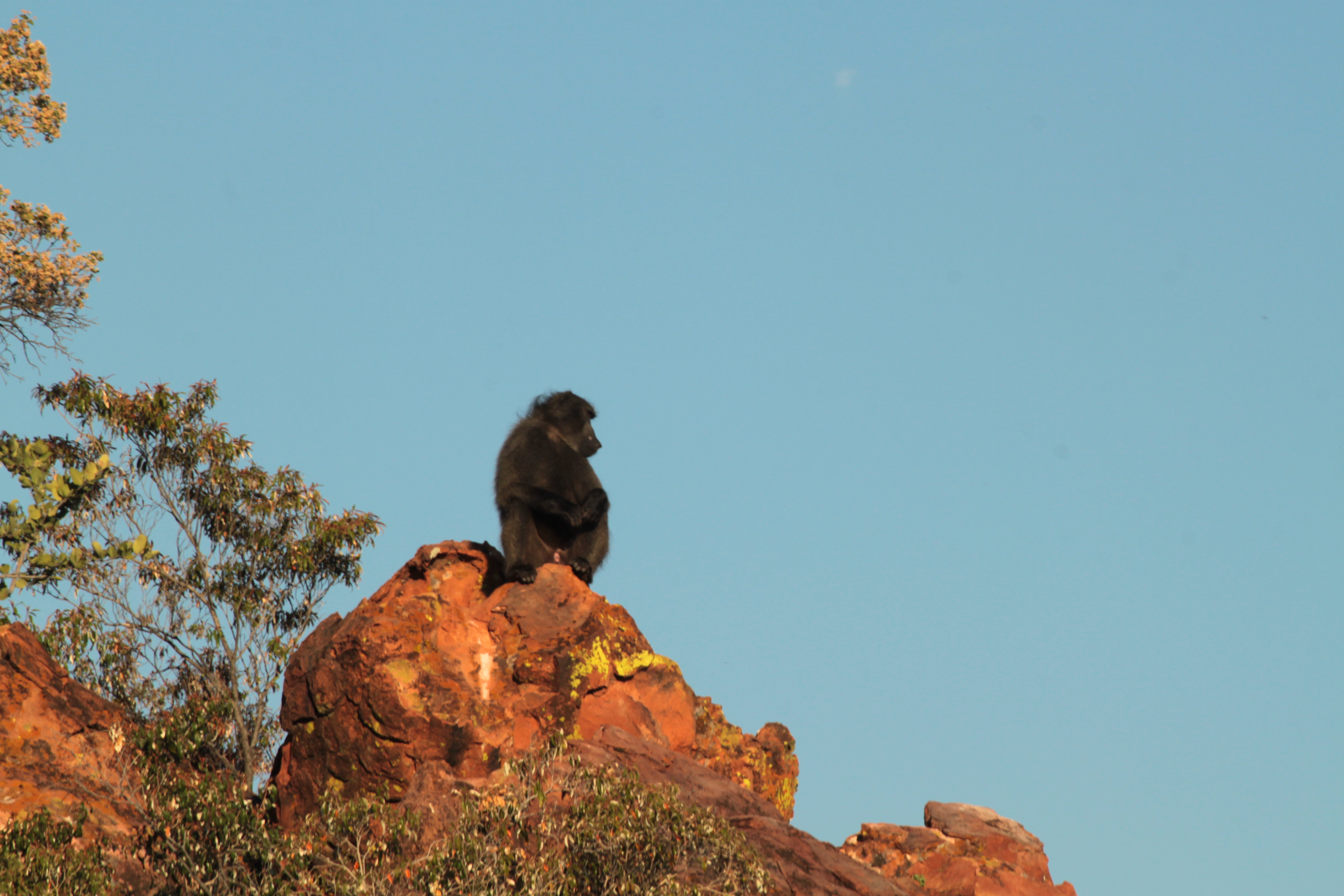 Affe sonnt sich auf Waterberg Plateau in Namibia