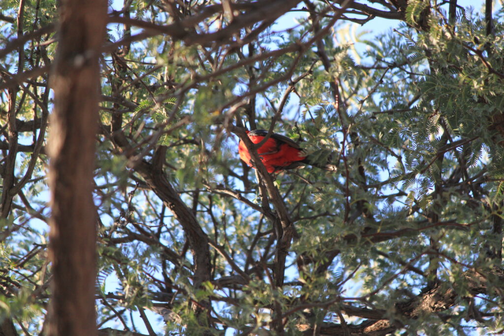 Vogel im Baum