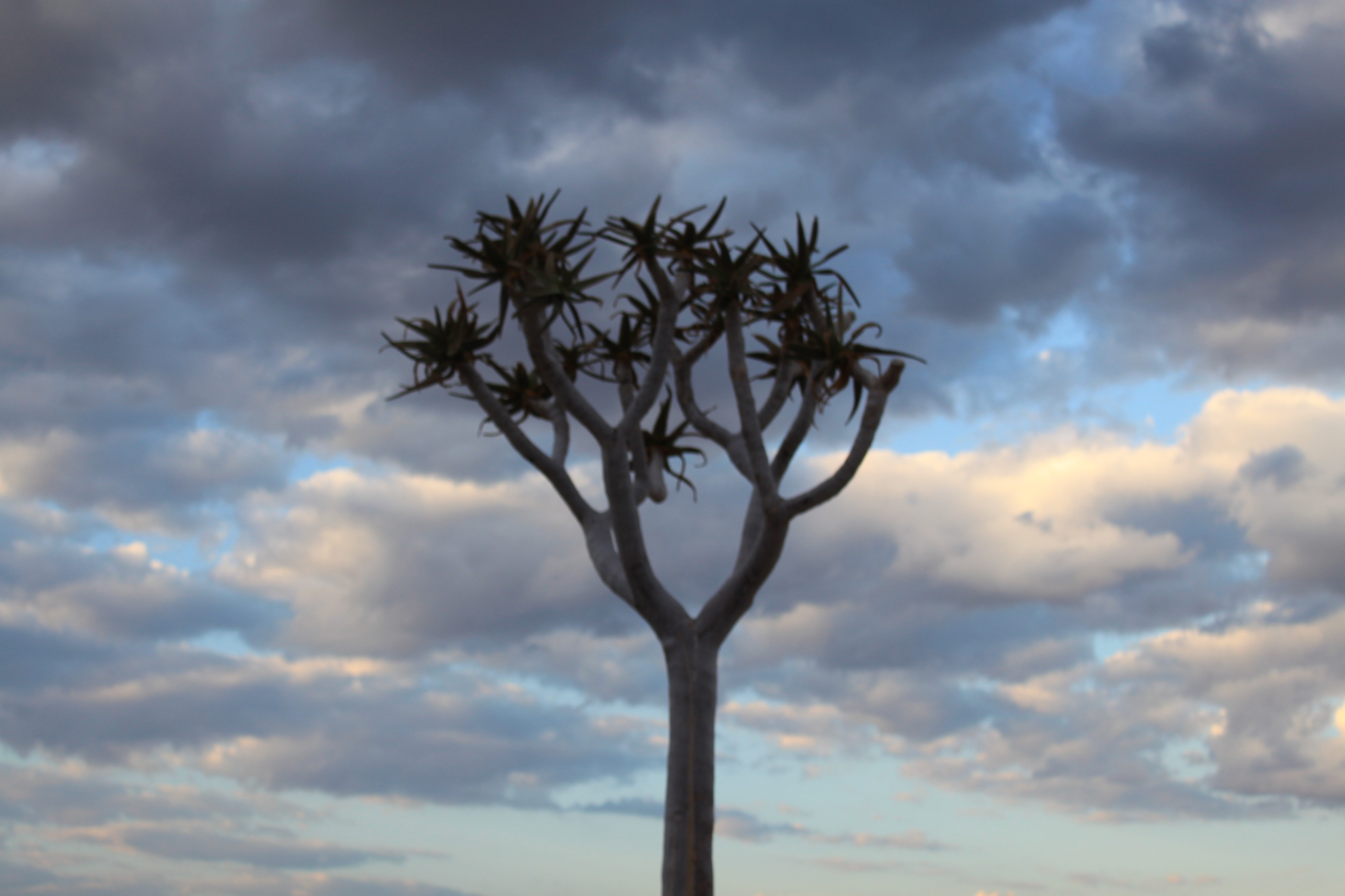 Baum am  Fish River Canyon 