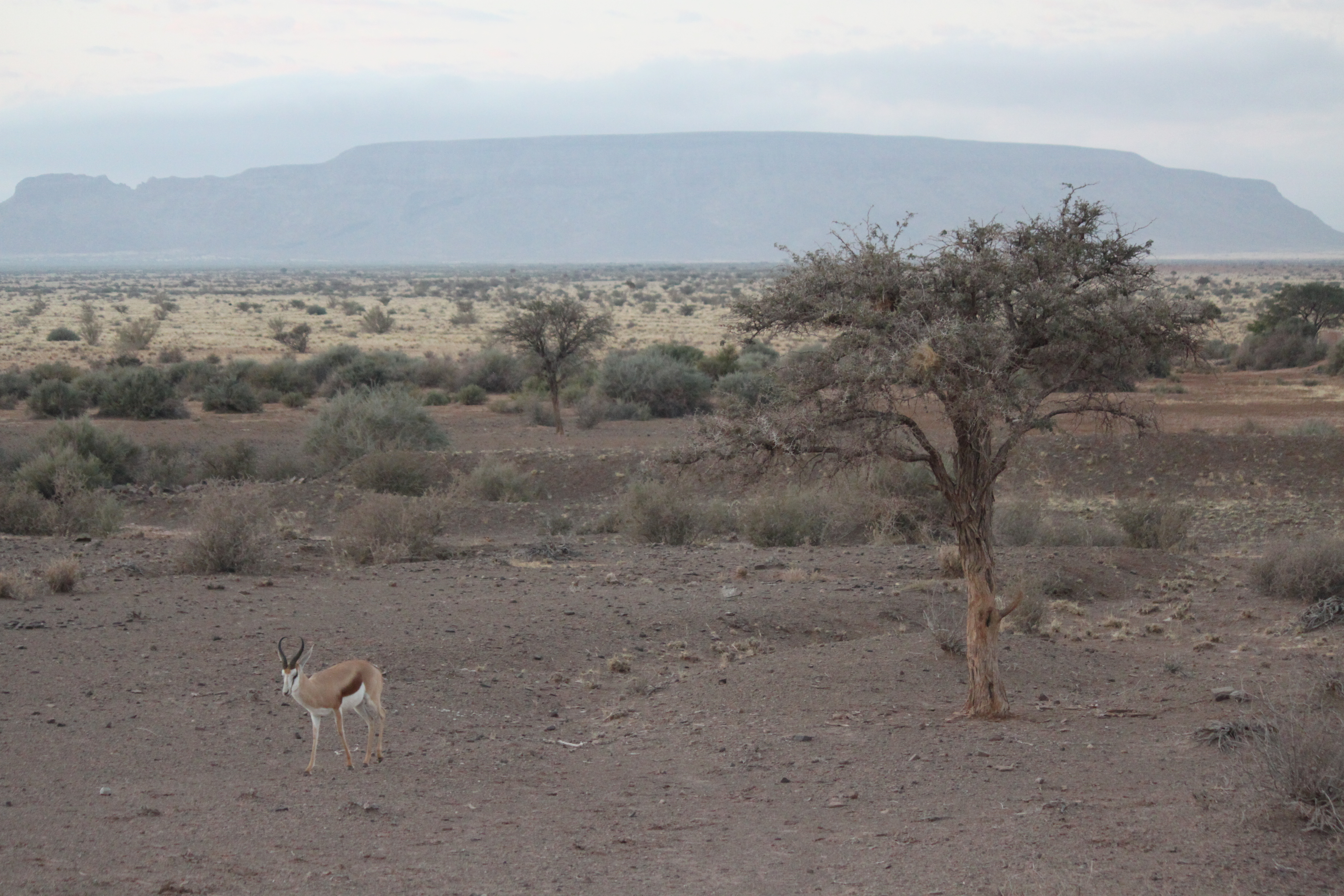 Springbock in Namibia