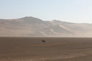 Gnu in der Namib Wüste 