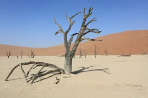 Deadvlei Wüstenlandschaft in Namibia mit versteinertem Baum