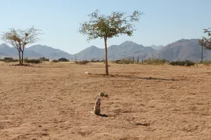 Erdmännchen am Rastplatz in Namibia