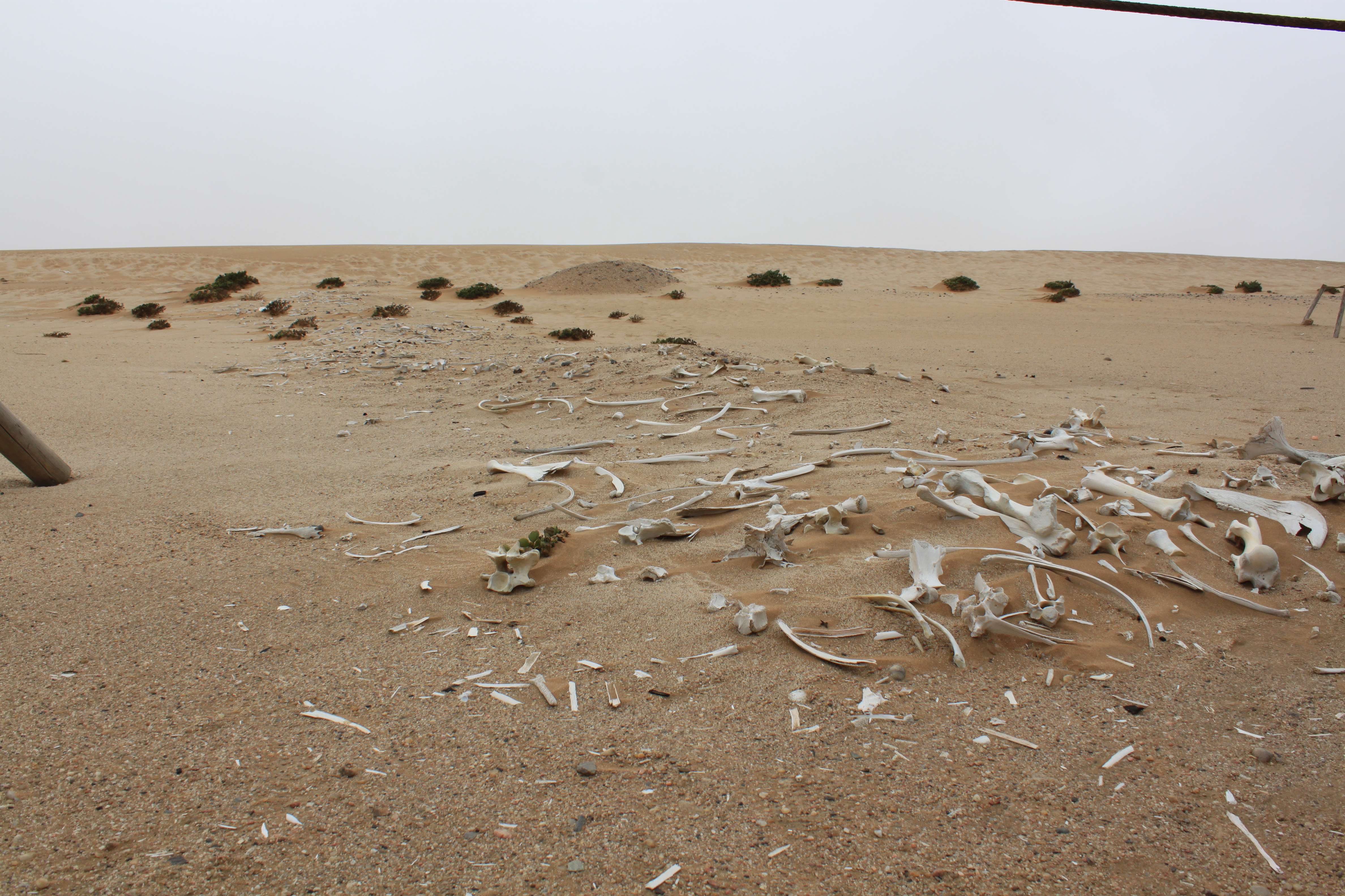 Living Dessert Tour in der Namib Wüste - Knochen in der Wüste