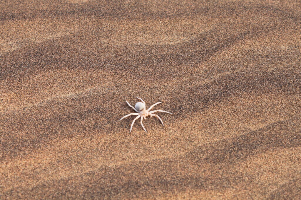 Living Dessert Tour in der Namib Wüste - Spinne in der Wüste