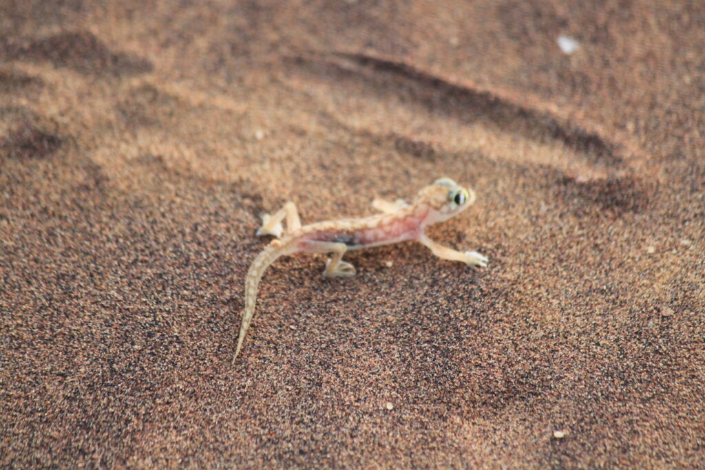 Living Dessert Tour in der Namib Wüste - Mini-Echse in der Wüste