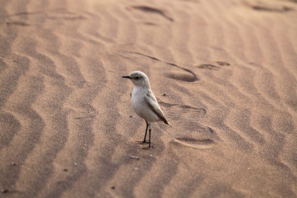 Living Dessert Tour in der Namib Wüste - Vogel in der Wüste