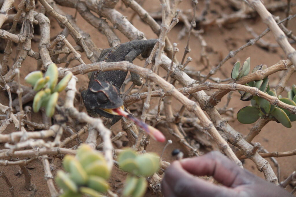 Living Dessert Tour in der Namib Wüste - Chamäleon zeigt die lange Zunge