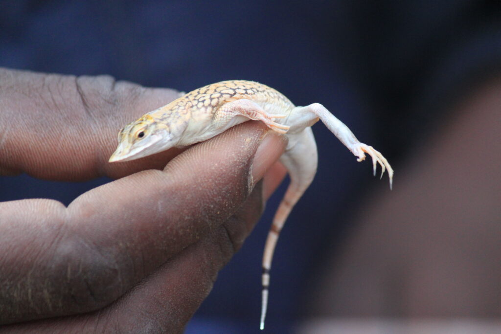 Living Dessert Tour in der Namib Wüste - Echse in der Hand des Guide