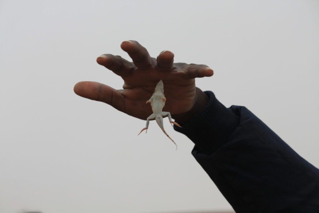 Living Dessert Tour in der Namib Wüste - Echse hat sich die Hand des Guide gebissen