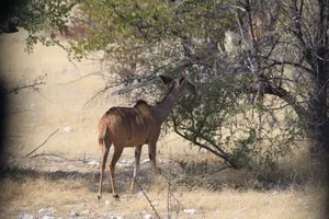 Springbock im Etosha Nationalpark