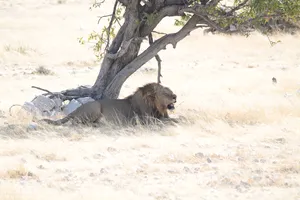 Löwe im Schatten eine Baums im Etosha Nationalpark