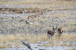 Springböcke am Wasserloch im Etosha Nationalpark