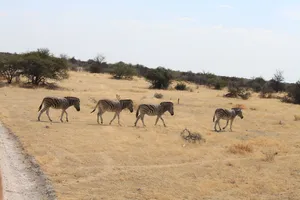 Zebra´s überqueren die Straße im Etosha Nationalpark