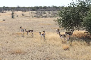 Springböcke im Etosha Nationalpark