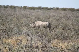 Nashorn im Etosha Nationalpark