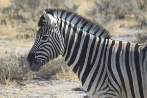 Zebra Nahaufnahme im Etosha Nationalpark