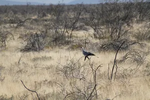 großer laufender Vogel im Etosha Nationalpark