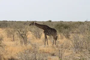 Giraffe im Etosha Nationalpark frisst an kleinem Baum