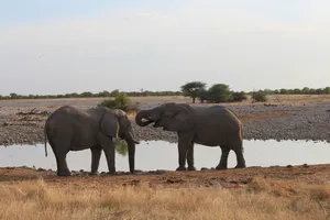 Zwei Elefanten im Etosha Nationalpark am Wasserloch