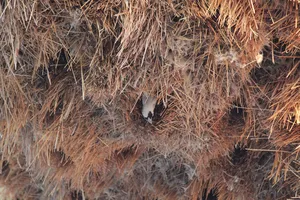 Vogelnest mit Vögeln die rausschauen