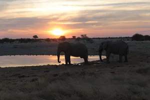 2 Elefanten am Wasserloch im Sonnenuntergang im Etosha Nationalpark