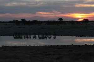 Eine Gruppe Zebras trinken am Wasserloch in der Dämmerung im Etosha Nationalpark