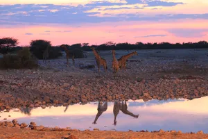 Gruppe von Giraffen am Wasserloch abends im Etosha Nationalpark