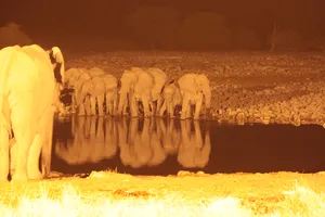 Gruppe von Elefantn trinken nachts am Wasserloch im Etosha Nationalpark