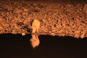 Nashorn trinkt nachts am Wasserloch im Etosha Nationalpark