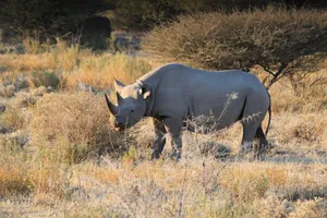 Nashorn im Etosha Nationalpark