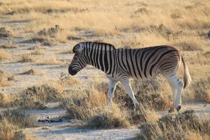 Zebra im Etosha Nationalpark