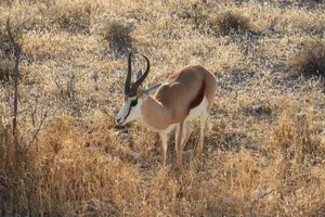 Springbock im Etosha Nationalpark