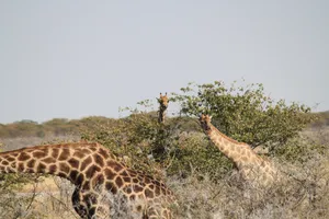 Giraffen fressen in den Baumkronen im Etosha Nationalpark