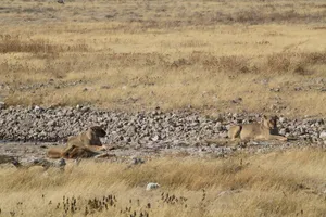 Löwendamen liegen in der Sonne im Etosha Nationalpark