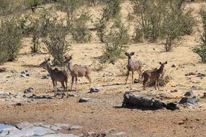 Springböcke im Etosha Nationalpark