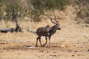 Gnu im Etosha Nationalpark