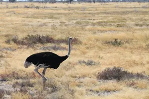 Vogel Strauss in der Steppe vom Etosha Nationalpark