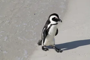 Pinguine am Strand in Südafrika, Nähe des Kap der guten Hoffnungen