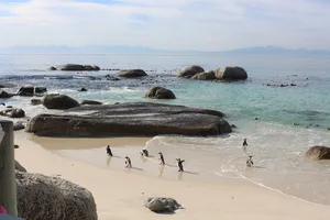 Pinguine am Strand in Südafrika, Nähe des Kap der guten Hoffnungen