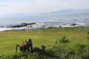 Affe am Straßenrand in Südafrika, Nähe des Kap der Guten Hoffnungen