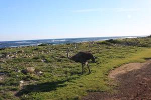 Ein Vogel Strauss am Straßenrand in Südafrika, Nähe des Kap der Guten Hoffnungen